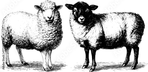 Vintage farm animals etching—woolly sheep illustration for retro design