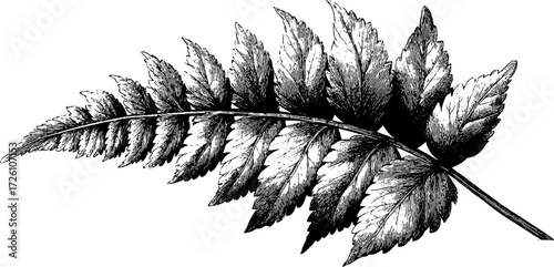 Vintage engraved fern fronds silhouette for botanical design and decoration