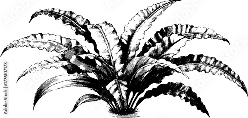 Vintage engraving style of curling fern fronds for botanical design