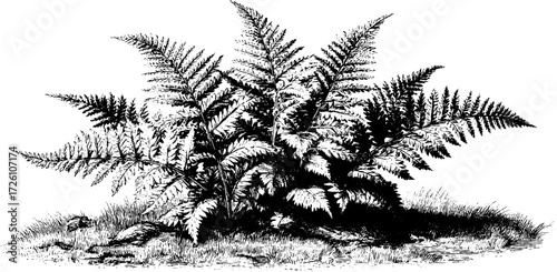 Dense cluster of fern fronds in engraving style for nature art design