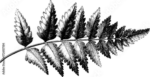 Vintage engraving of fern fronds in curling design for botanical art and home decor