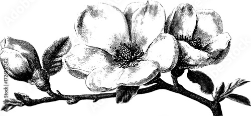 Vintage magnolia branches in engraving style for retro design