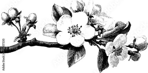 Etched depiction of flowering apple branches in retro style for botanical art design