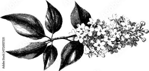 Vintage etching of lilac branch with flowers and leaves for classic design