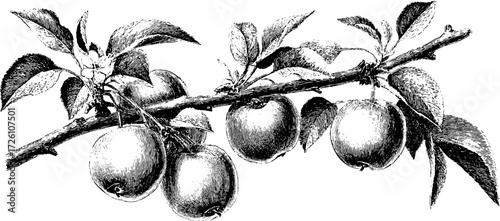 Vintage apple tree branches in engraving style for retro design and decoration