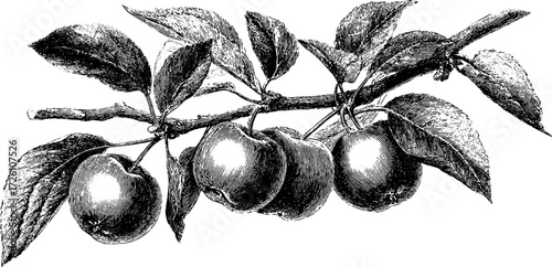 Engraved apple tree branch with detailed fruit and leaves for vintage art and design