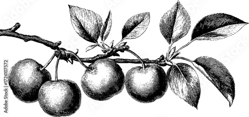 Vintage etched illustration of pear tree branches with fruit for botanical design