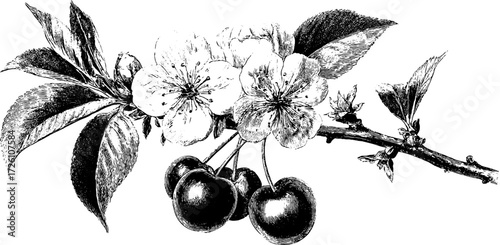 Vintage cherry tree branch with blossoms and fruit in engraving style for botanical design