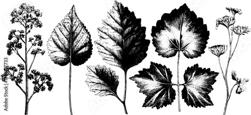 Vintage botanical herbarium sheets in engraving style for art and design