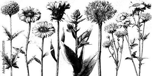 Vintage herbarium sheets in engraving style for botanical design projects
