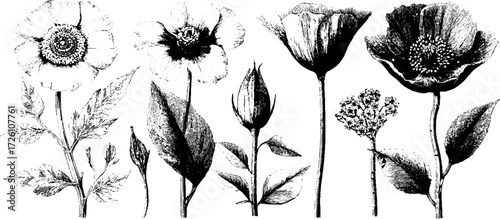 Vintage herbarium sheet in engraving style: botanical sketch for retro design