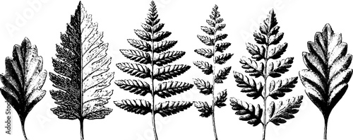 Vintage herbarium leaf collection etching for retro design and botanical study