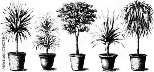 Vintage engraving of houseplants collection for retro design projects