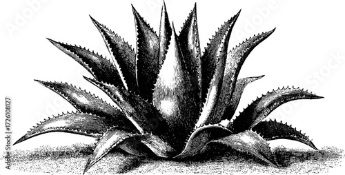 Vintage agave plant sketch for retro design and decoration
