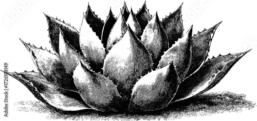 Vintage agave plant illustration in hand drawn style for design projects