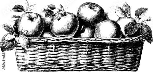 Vintage hand drawn apple basket illustration for retro design