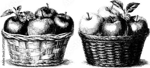 Vintage apple basket illustration in hand-drawn engraving style for retro designs