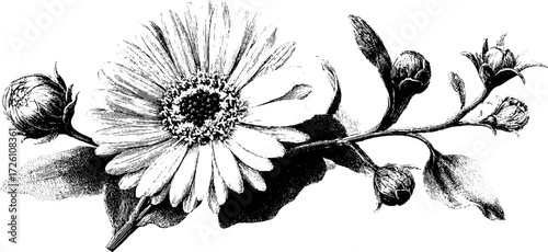 Vintage aster flower sketch in engraved style for retro design