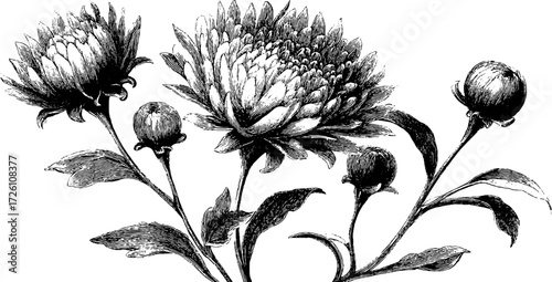 Vintage aster flower illustration in retro engraving style for design
