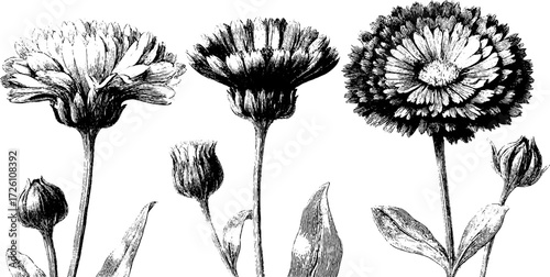 Vintage aster flower sketch for botanical design and artistic decoration