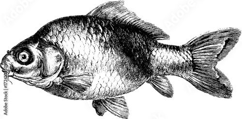 Vintage carp fish illustration – hand drawn sketch for retro design