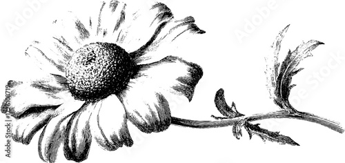 Vintage chamomile flower sketch for retro design and decoration