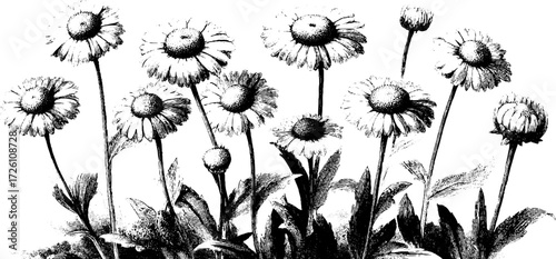 Vintage chamomile flowers sketch for botanical design and decoration