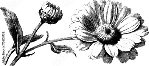 Vintage chamomile flower sketch design for botanical art and natural decor