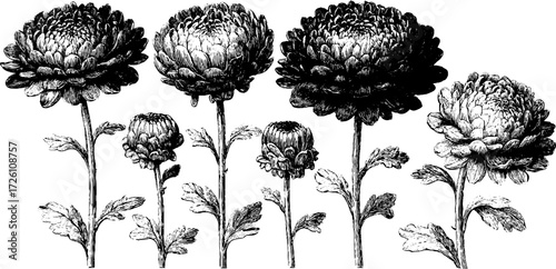 Vintage chrysanthemum flower sketch for retro botanical design and decoration
