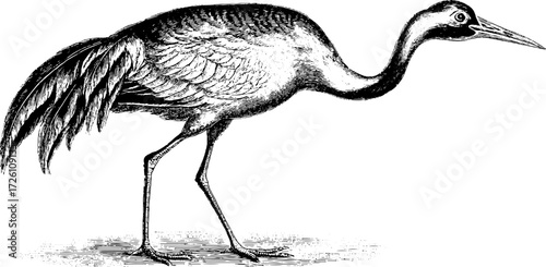 Vintage crane bird engraving illustration - hand drawn retro sketch for design and decor