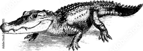 Vintage crocodile illustration in hand drawn engraving style for retro design