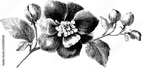Delphinium flower hand-drawn sketch for vintage botanical design