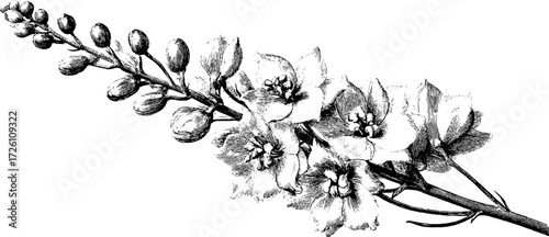Delphinium flower sketch art for vintage design projects