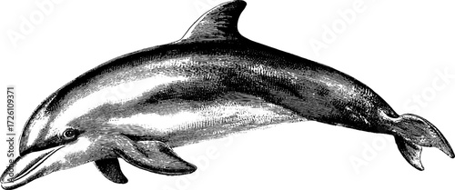 Vintage dolphin sketch in engraving style for nautical design and retro art projects