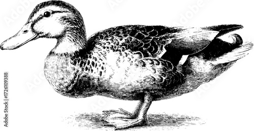Vintage duck illustration in engraving style for retro design