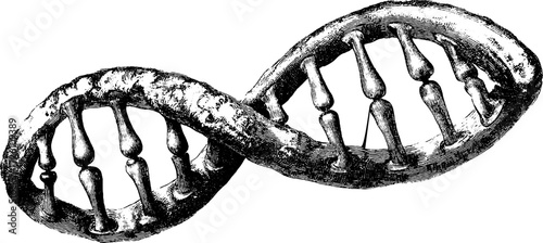 Vintage illustration of dna spiral with hatch texture for scientific and educational design