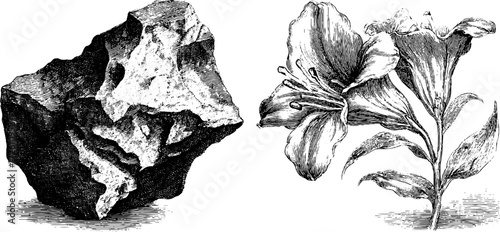 Duality of nature and stone: hand-drawn face concept illustration for art and design