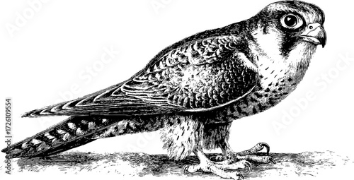 Vintage falcon design: hand drawn bird illustration for print and decor