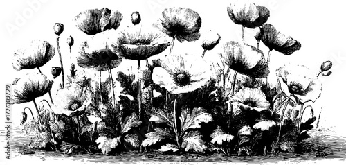 Vintage sketch of field of poppies in retro hand drawn style for decor and design