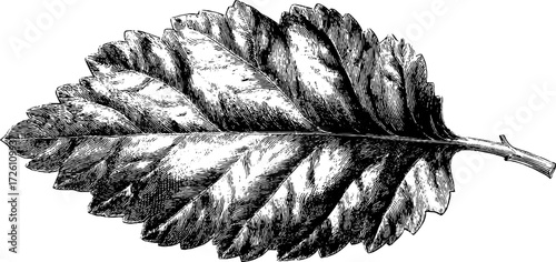 Vintage fossil leaf illustration in stone style for retro design