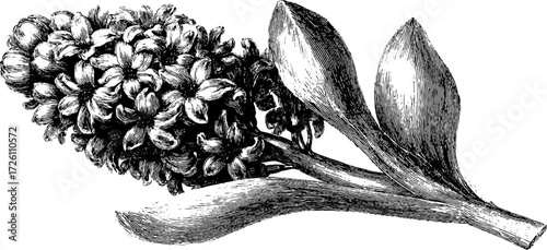 Vintage hyacinth flower engraving illustration for retro botanical designs