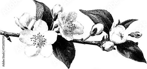 Vintage jasmine branch sketch in hand-drawn engraving style