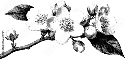 Vintage jasmine branch engraving - botanical art for design