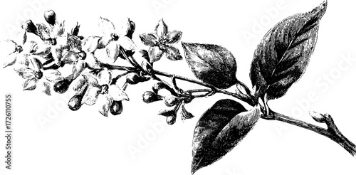 Jasmine branch botanical art in vintage hand-drawn style for design
