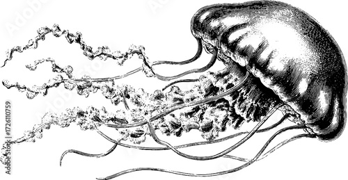 Vintage jellyfish with long tentacles engraving - retro marine art for design