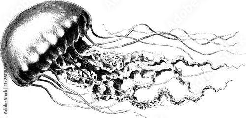 Vintage jellyfish illustration with long tentacles for ocean-themed design
