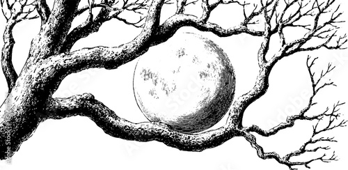 Moonlight silhouette through bare tree branches - nighttime nature scene in vintage style