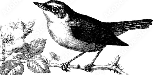 Vintage nightingale illustration in retro sketch style for nature enthusiasts