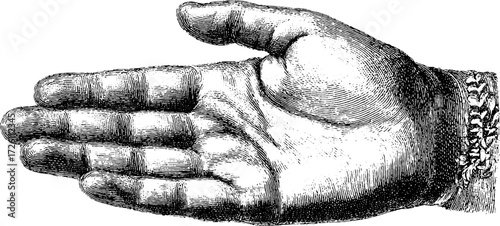 Vintage hand illustration with fate line for palmistry design and retro art