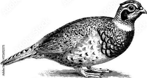 Vintage sketch of partridge bird in engraving style for retro design